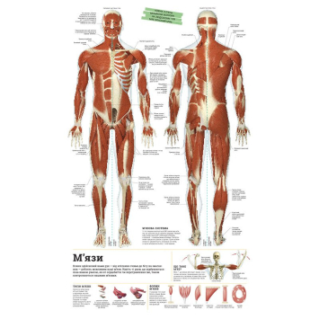 Ілюстровані статті з книги Дивипедія Зміст і розділи книги Дивипедія Енциклопедія