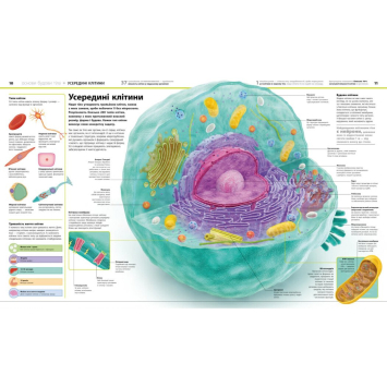 Розворот з ілюстраціями людського тіла Сторінка з анатомічними схемами з книги Тіло людини