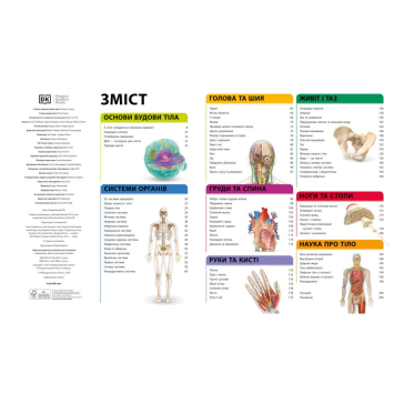 Ілюстрації органів і систем організму з книги Енциклопедія знань Зміст і розділи книги Енциклопедія знань Тіло людини
